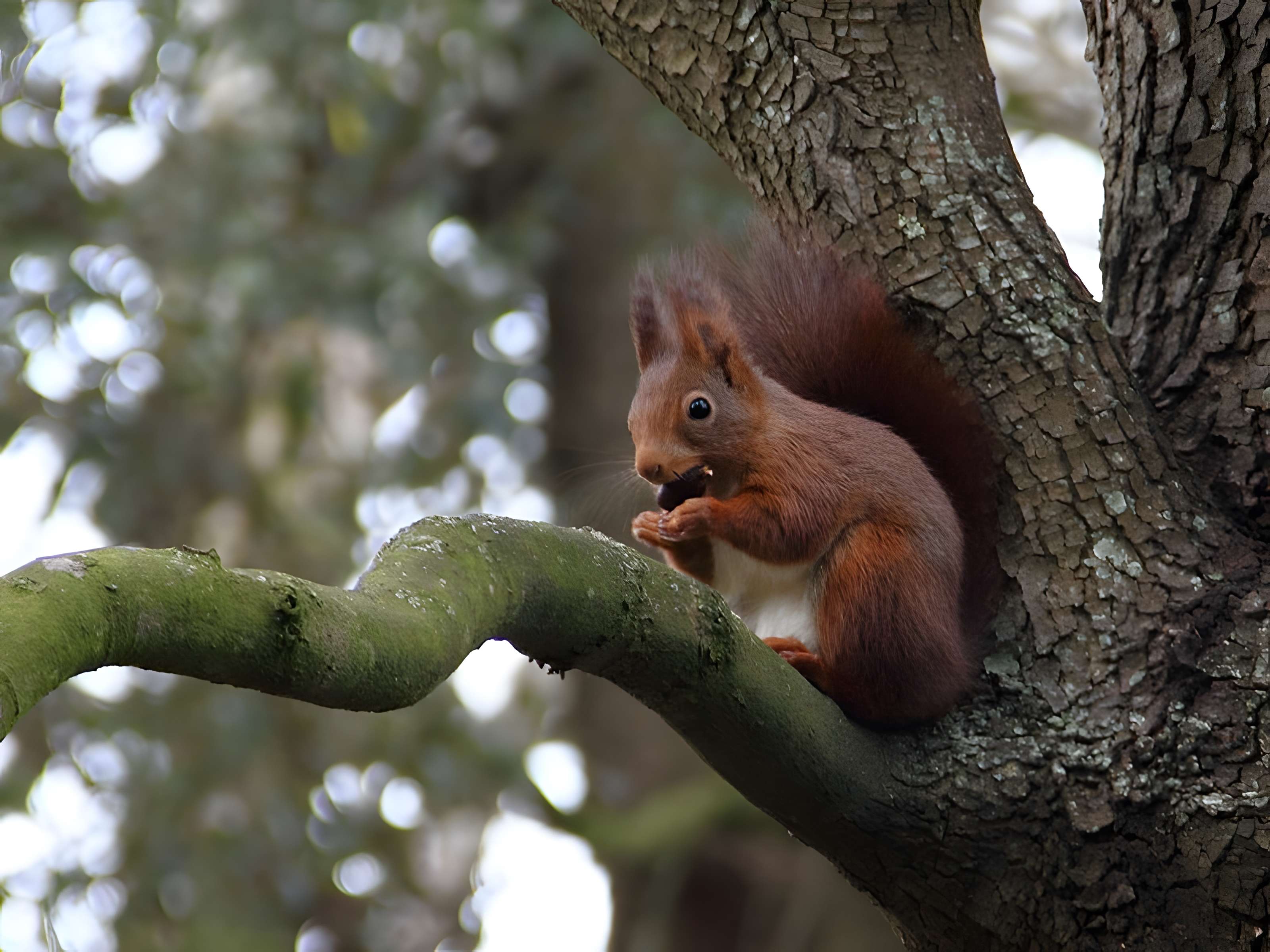 Château de Reynerie