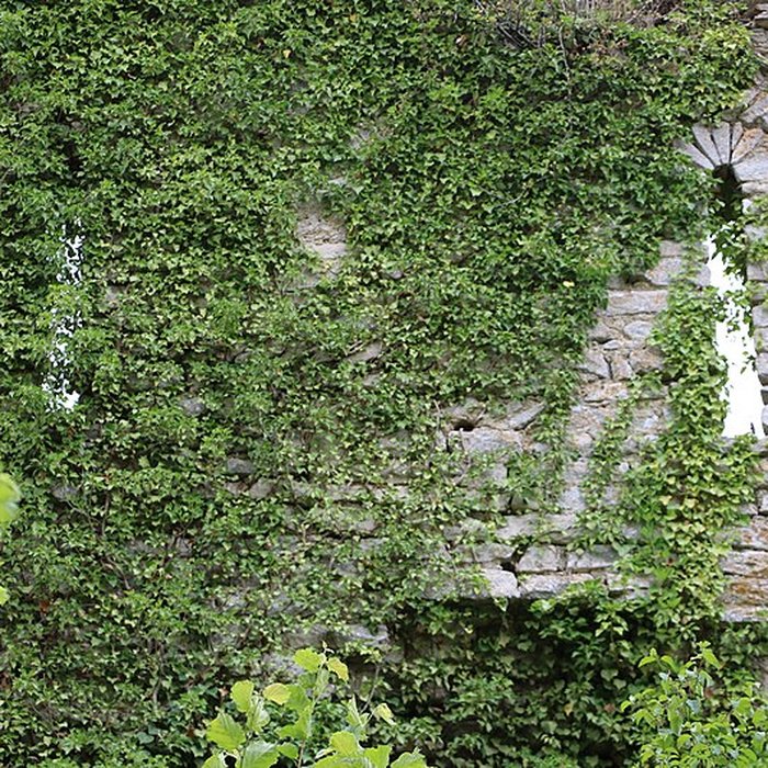 Photo de Ruines du château de Rougemont