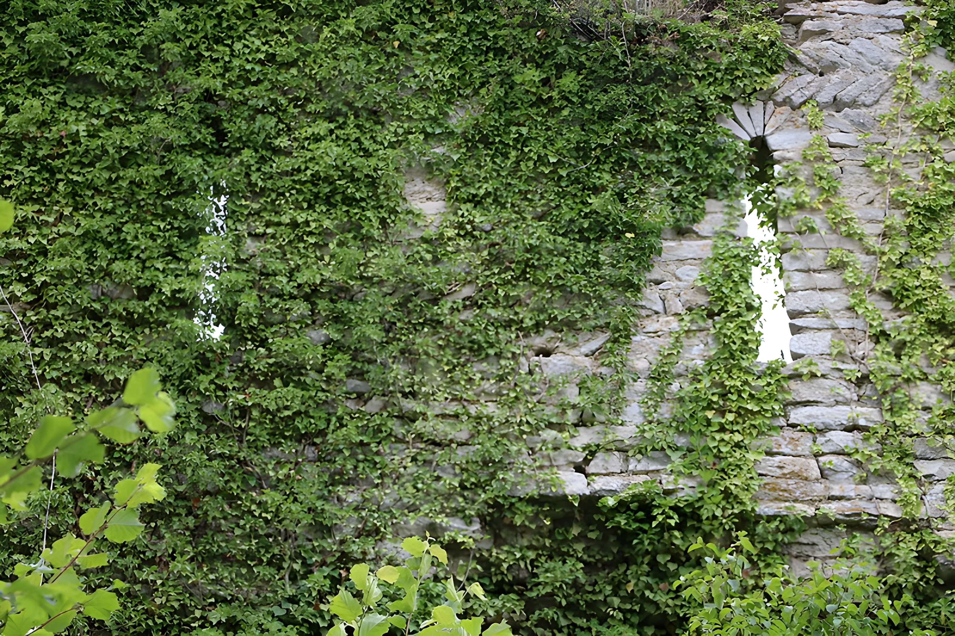 Ruines du château de Rougemont