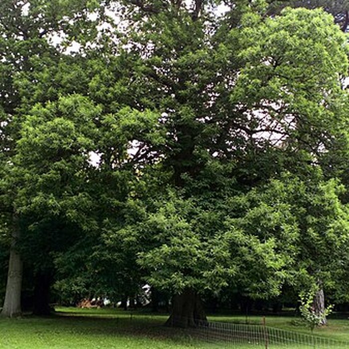 Photo de Château de Saint-Gratien