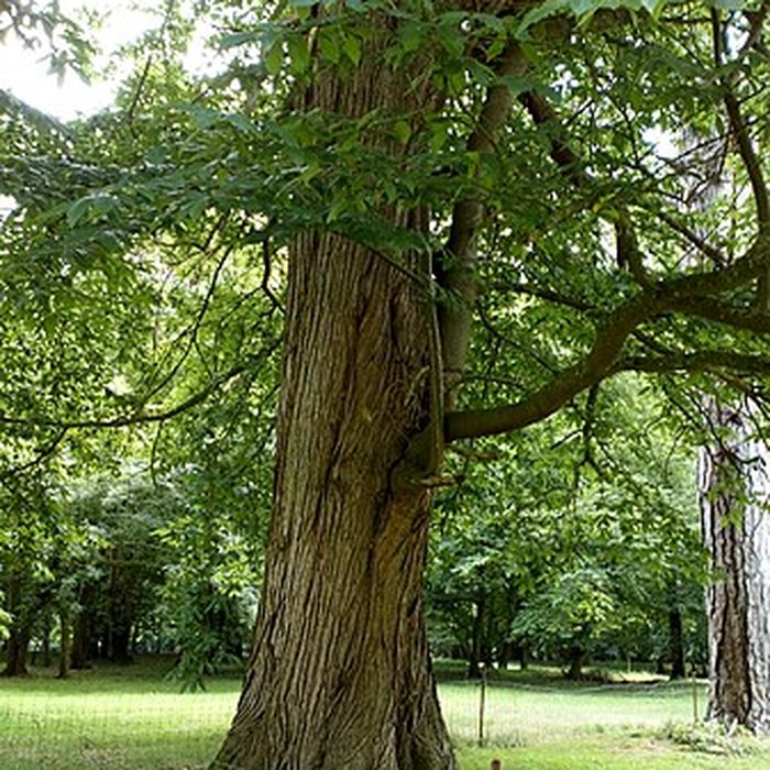 Photo de Château de Saint-Gratien