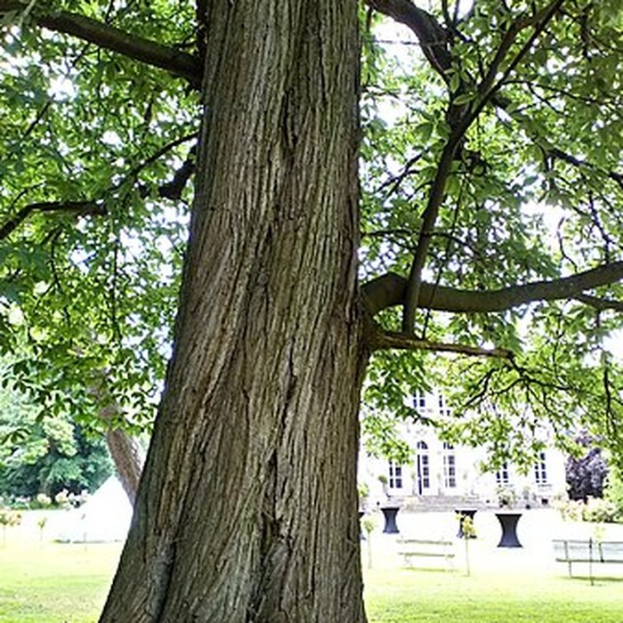 Photo de Château de Saint-Gratien