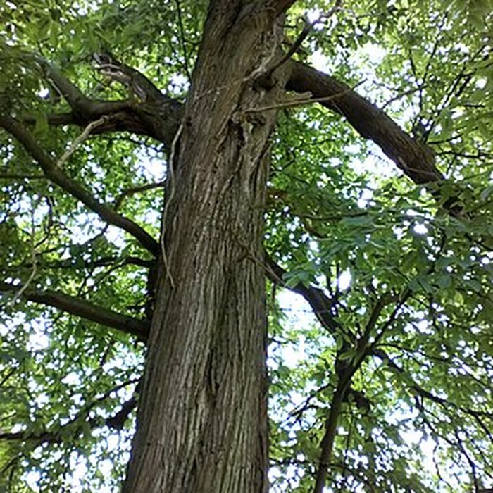 Photo de Château de Saint-Gratien