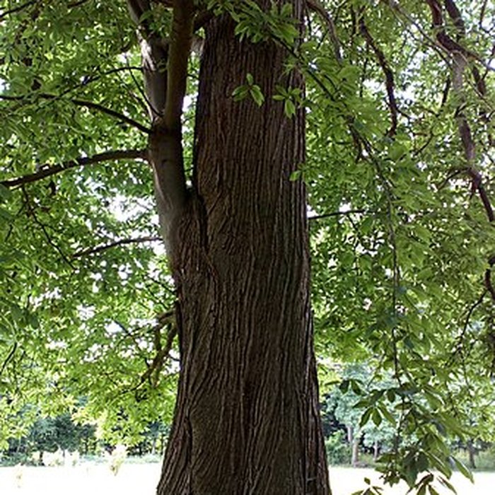 Photo de Château de Saint-Gratien