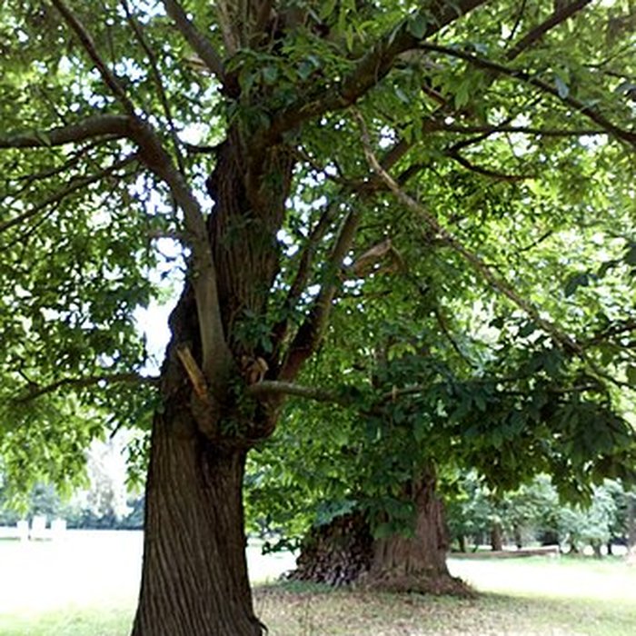 Photo de Château de Saint-Gratien