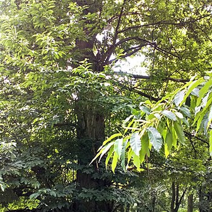 Photo de Château de Saint-Gratien