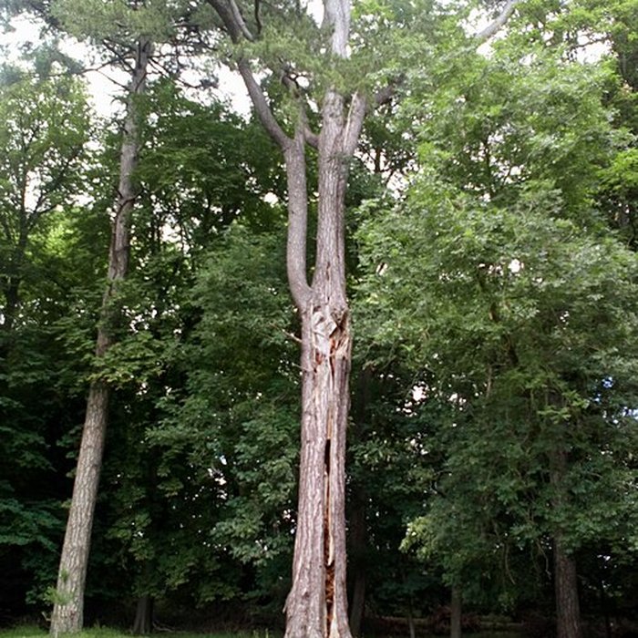 Photo de Château de Saint-Gratien