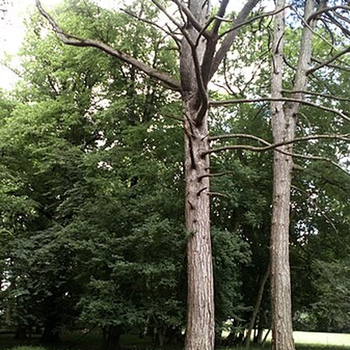 Photo de Château de Saint-Gratien