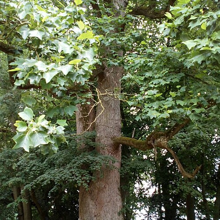 Photo de Château de Saint-Gratien