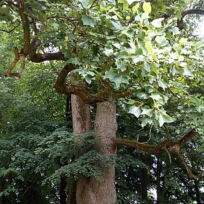 Photo de Château de Saint-Gratien