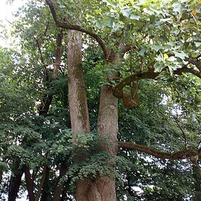 Photo de Château de Saint-Gratien