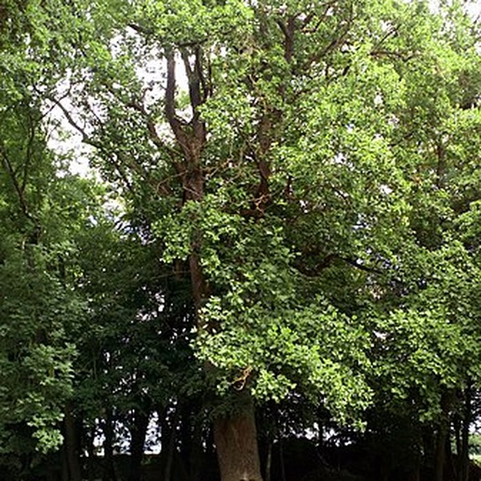 Photo de Château de Saint-Gratien