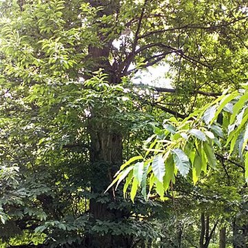Château de Saint-Gratien