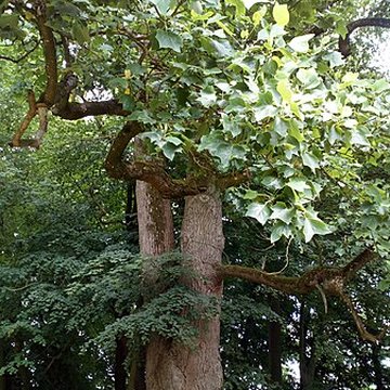 Château de Saint-Gratien