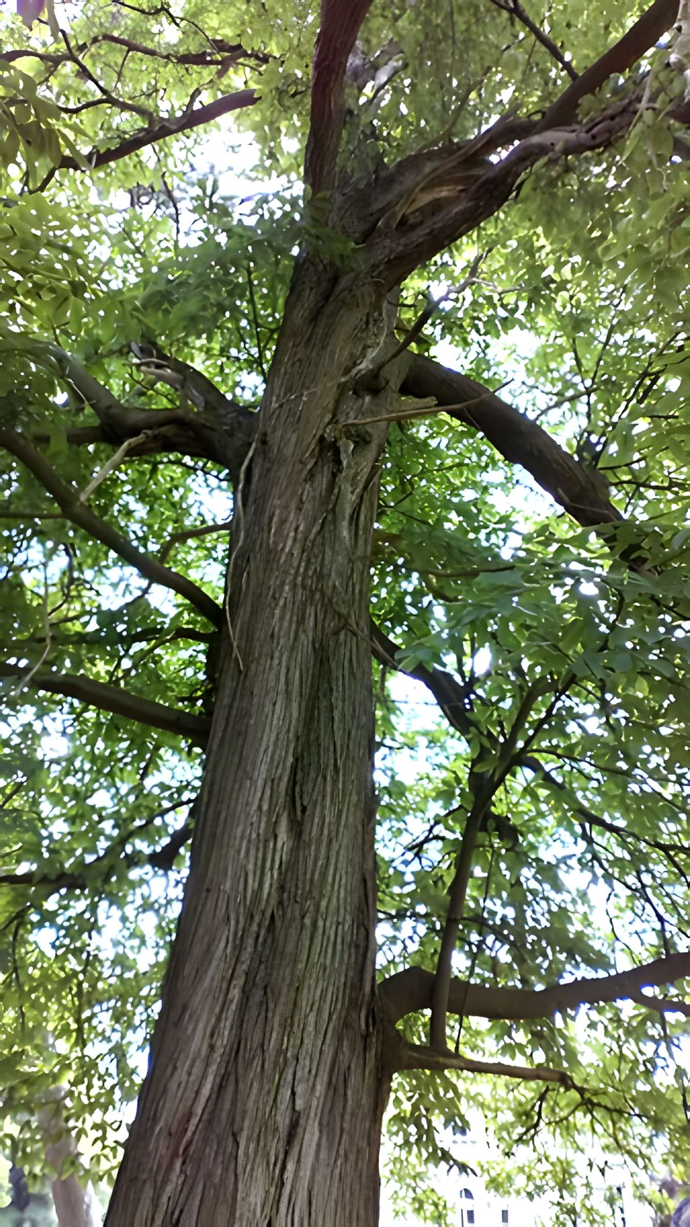 Château de Saint-Gratien