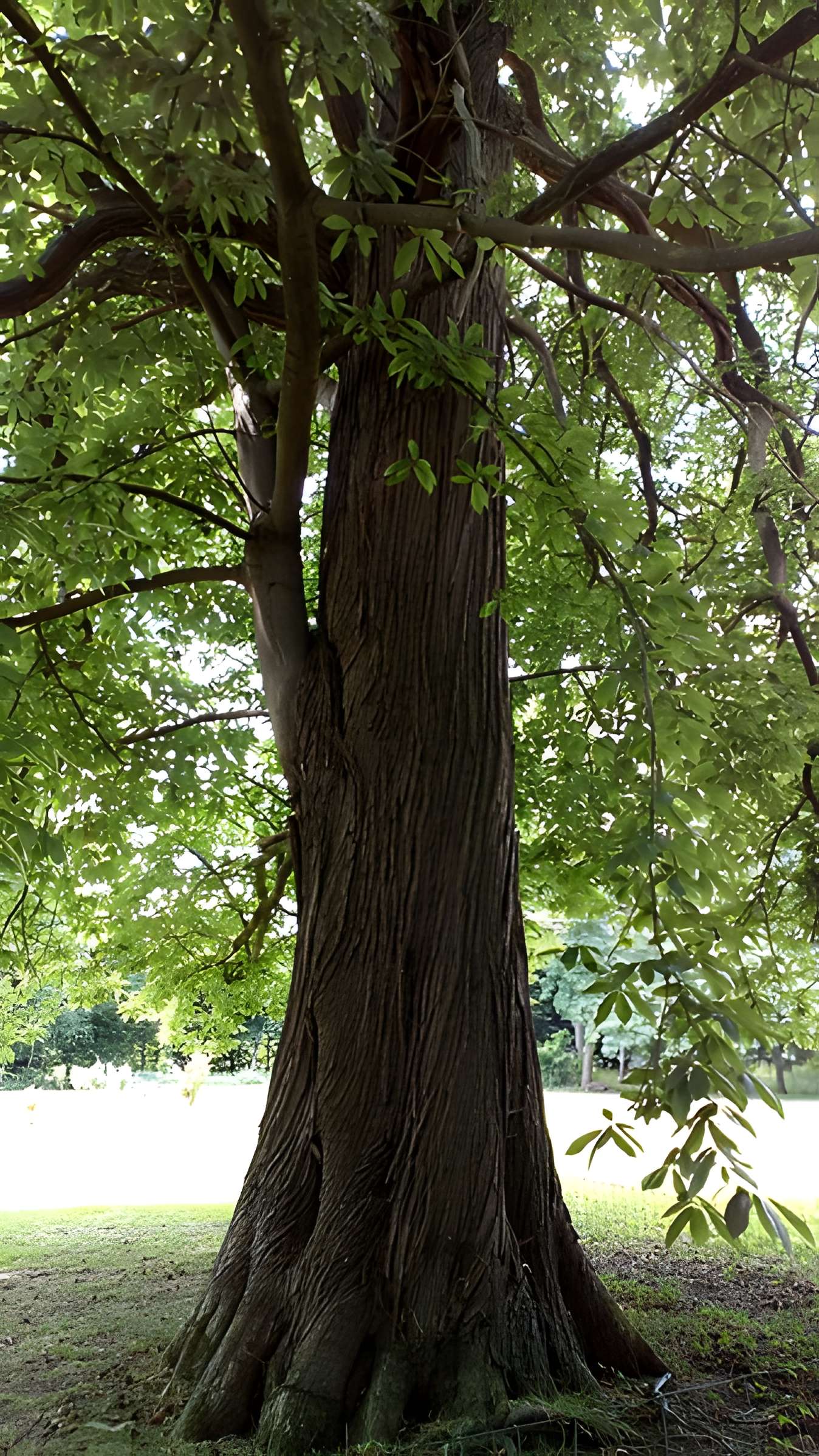 Château de Saint-Gratien