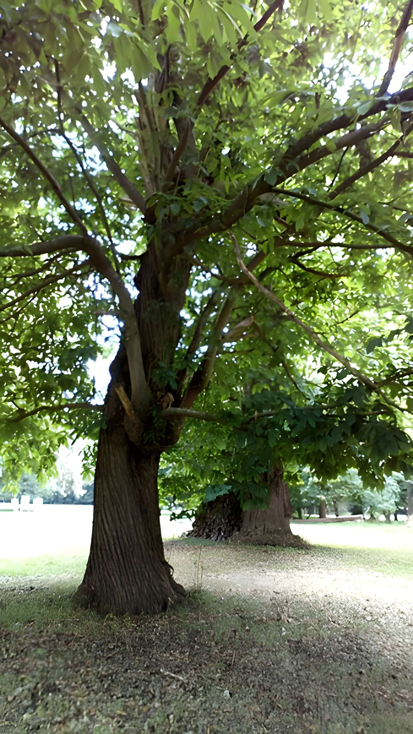 Château de Saint-Gratien