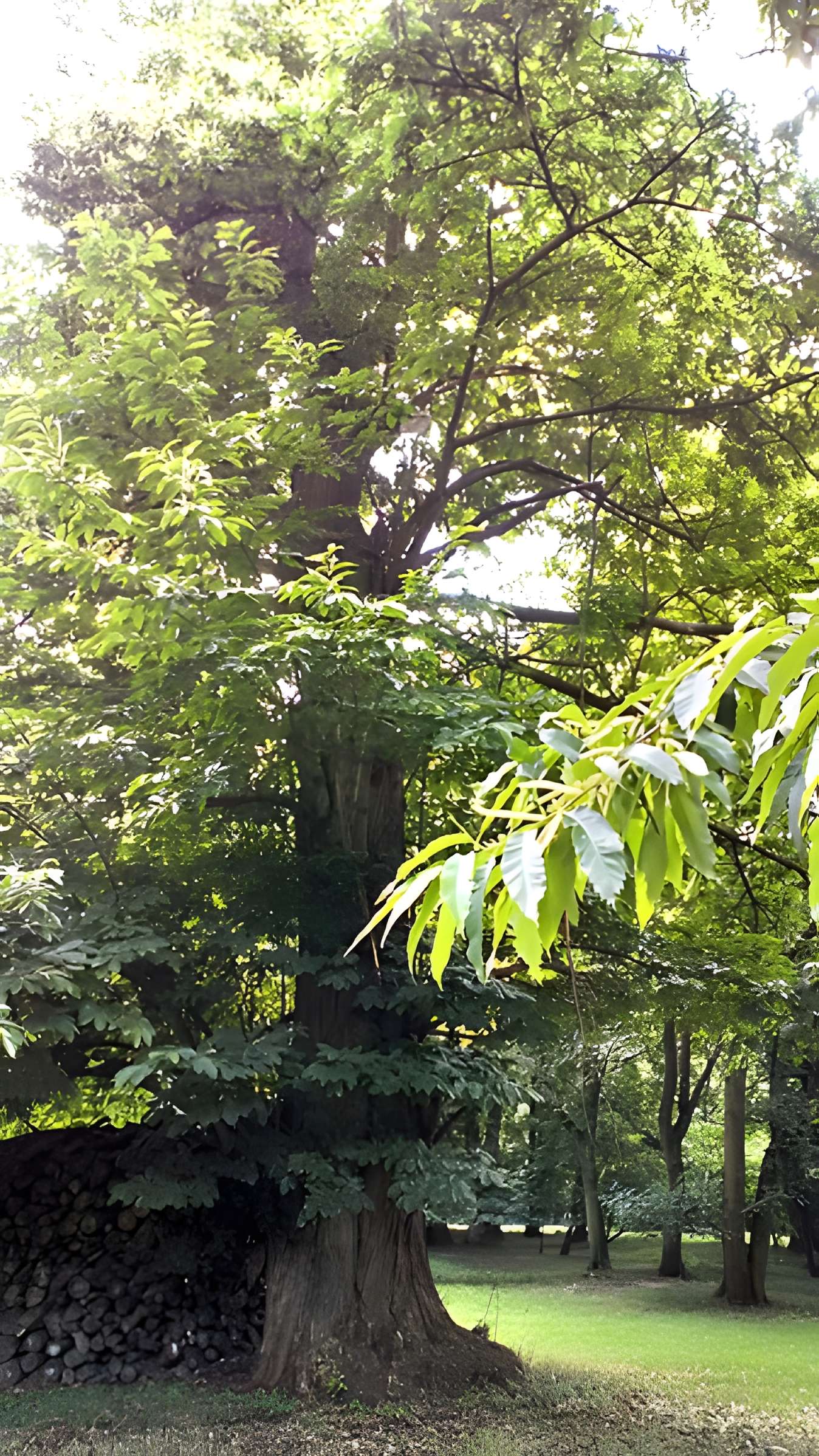 Château de Saint-Gratien