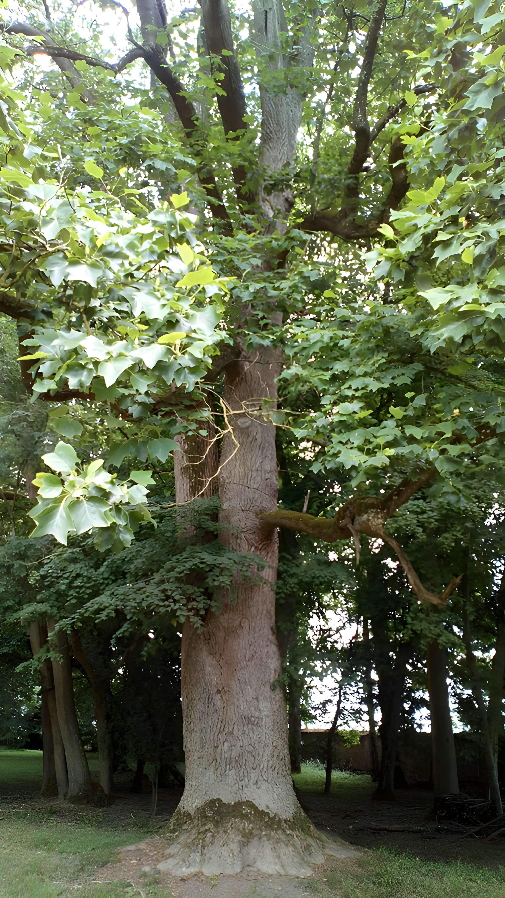 Château de Saint-Gratien