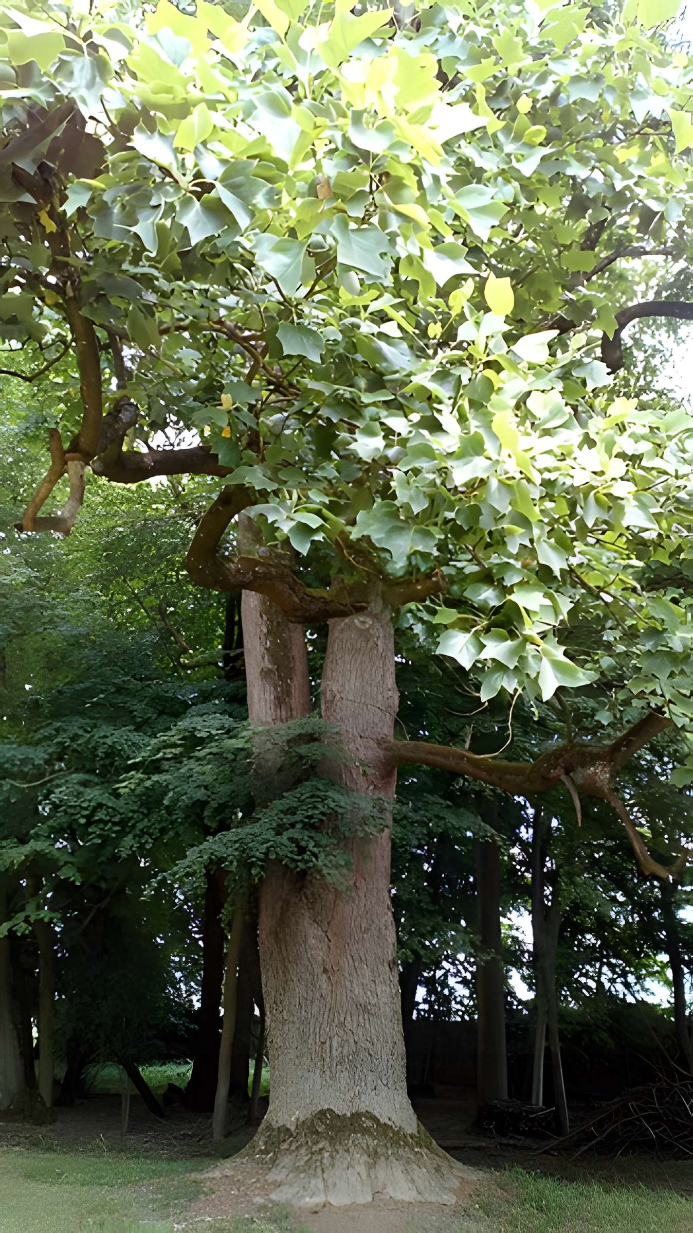 Château de Saint-Gratien