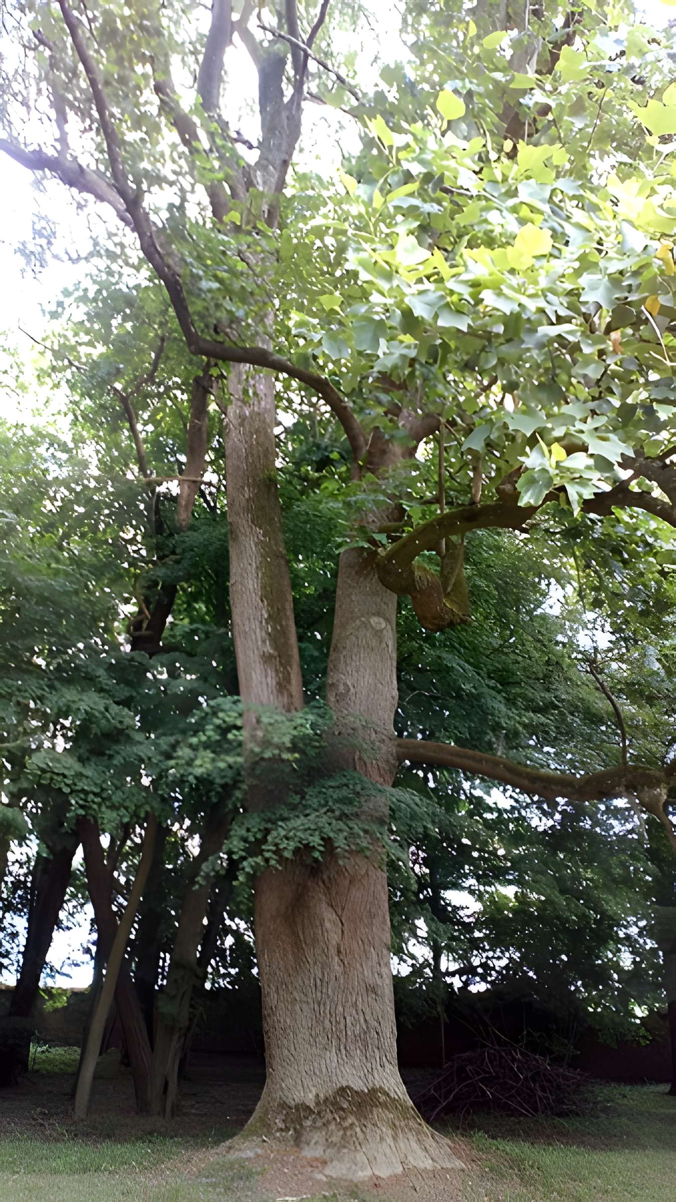 Château de Saint-Gratien