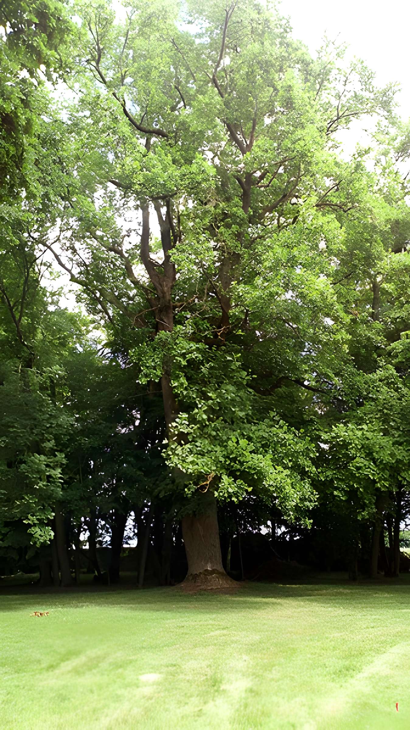 Château de Saint-Gratien