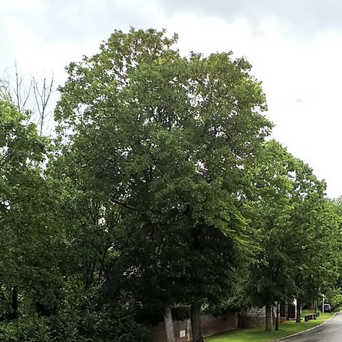 Photo de Château de Suzanne