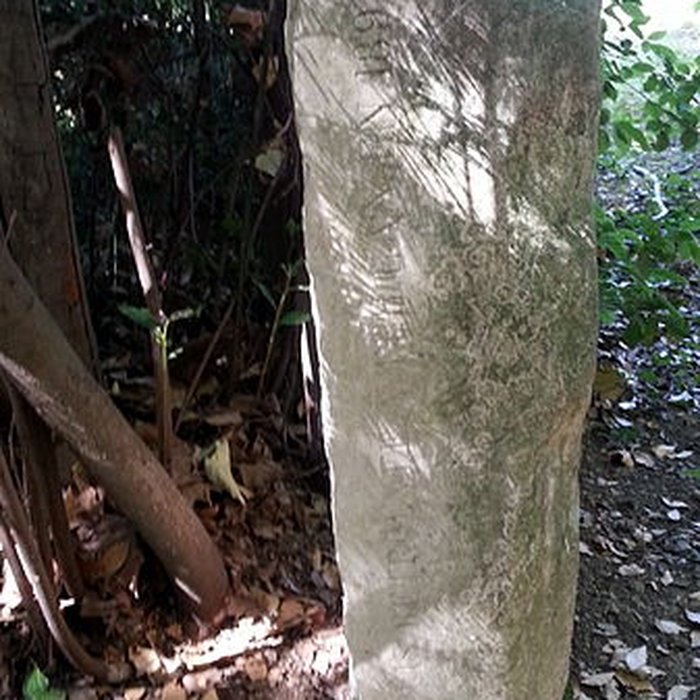 Photo de Château de Teillan