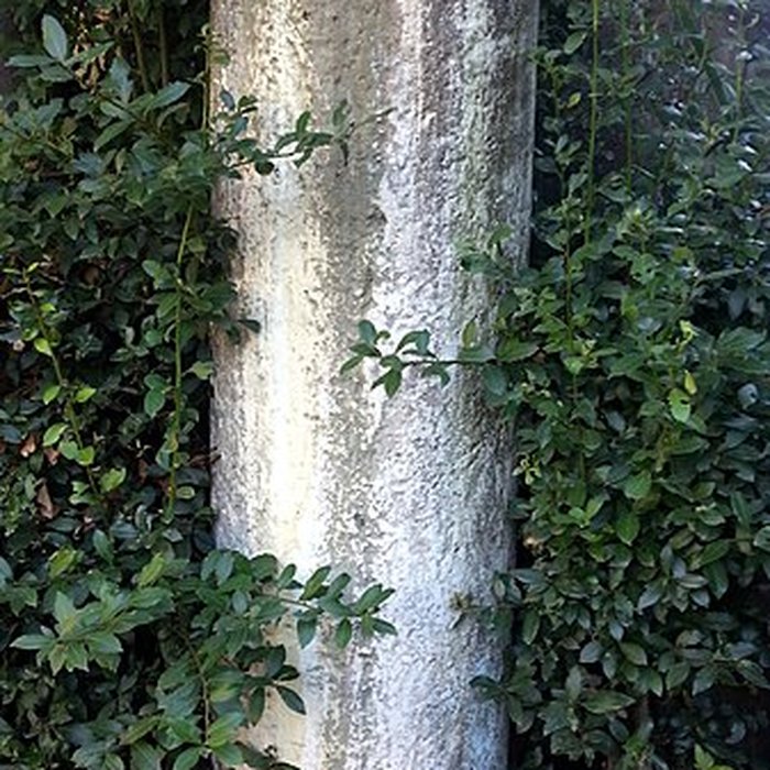 Photo de Château de Teillan