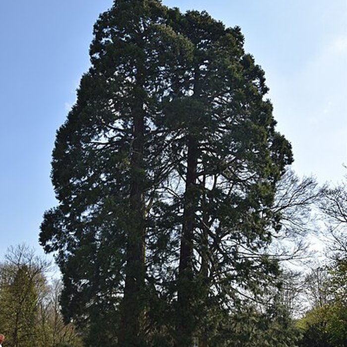 Photo de Château de Trélon