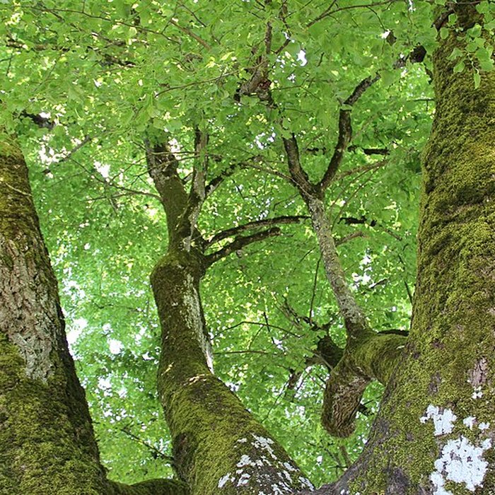 Photo de Château de Vaucouleurs