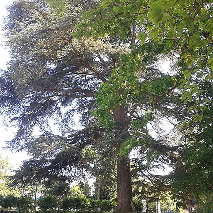 Photo de Propriété Caillebotte à Yerres