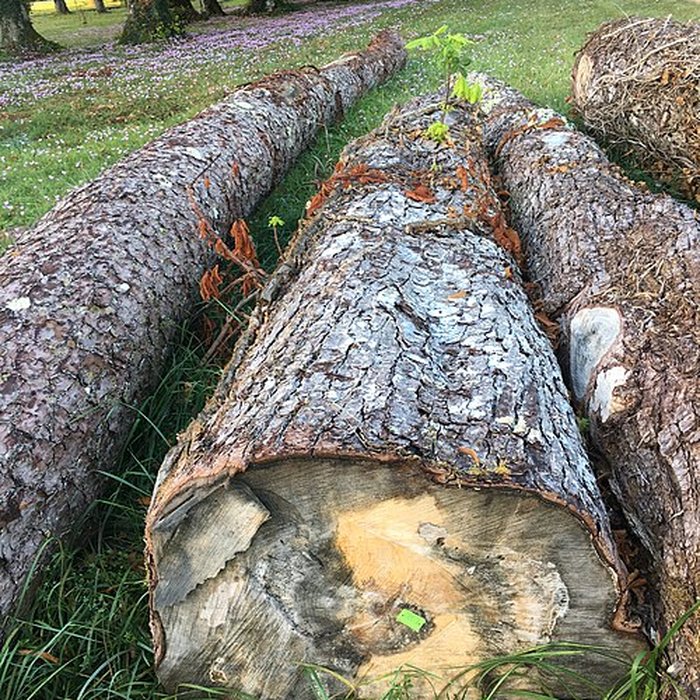 Photo de Château du Bouchet à Lasse