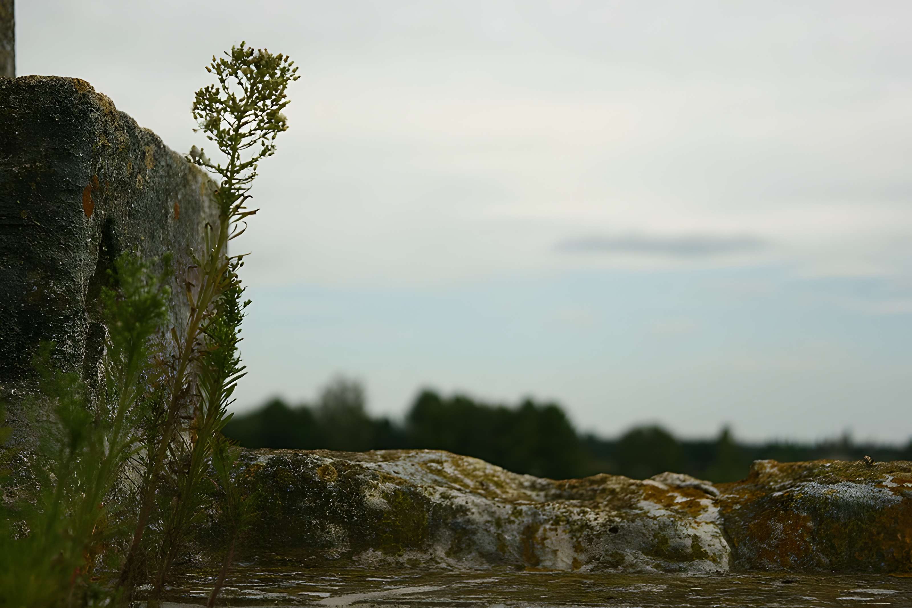 Remparts d'Aigues-Mortes