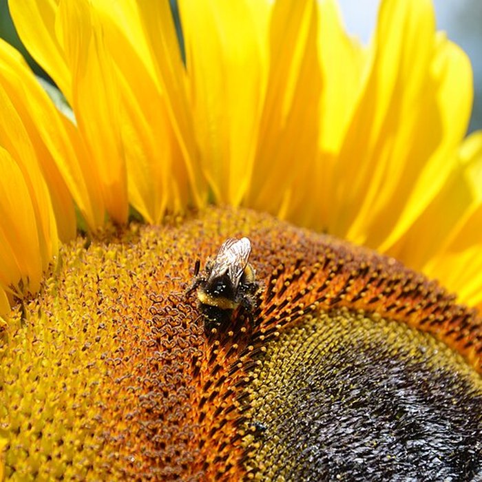 Photo de Château du Mesnil-Geoffroy