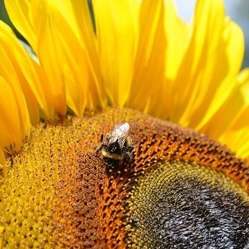 Château du Mesnil-Geoffroy