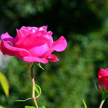 Château du Mesnil-Geoffroy