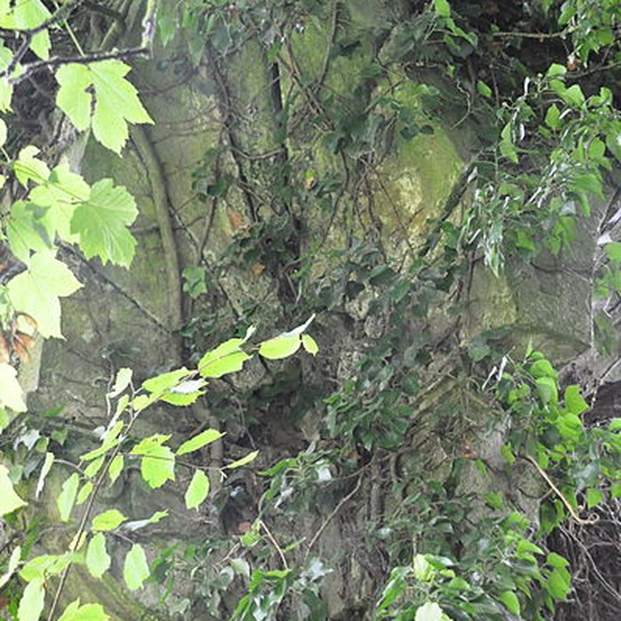 Photo de Château-Dessus de Chauvirey-le-Châtel