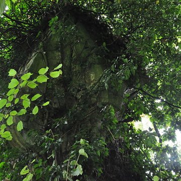 Château-Dessus de Chauvirey-le-Châtel