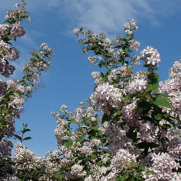 Photo de Cimetière communal de Bouère