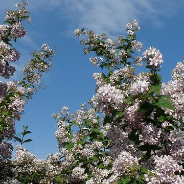 Cimetière communal de Bouère