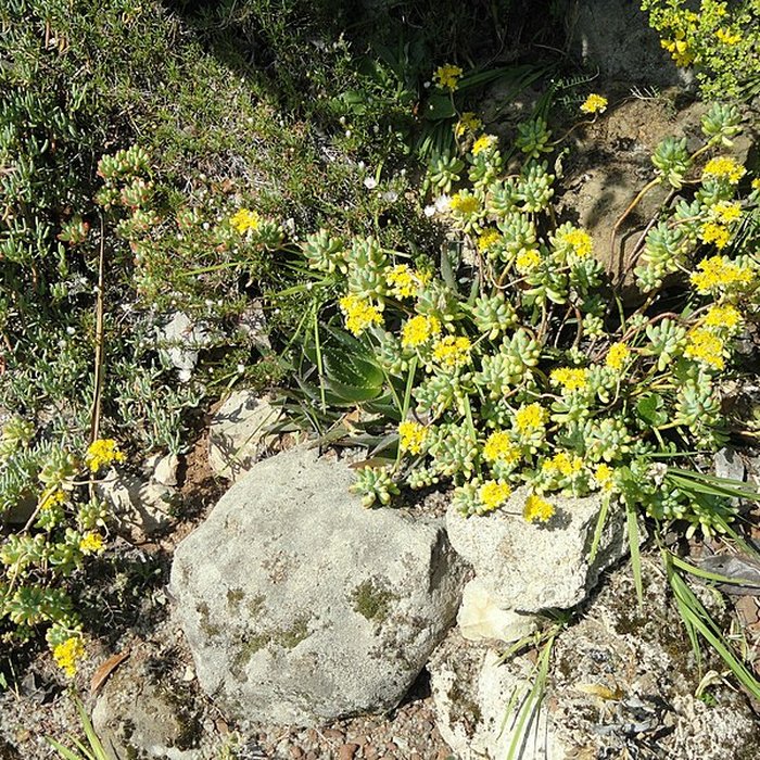 Photo de Visite de la Serre de la Madone