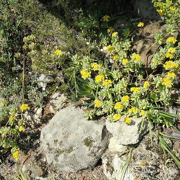 Serre de la Madone à Menton
