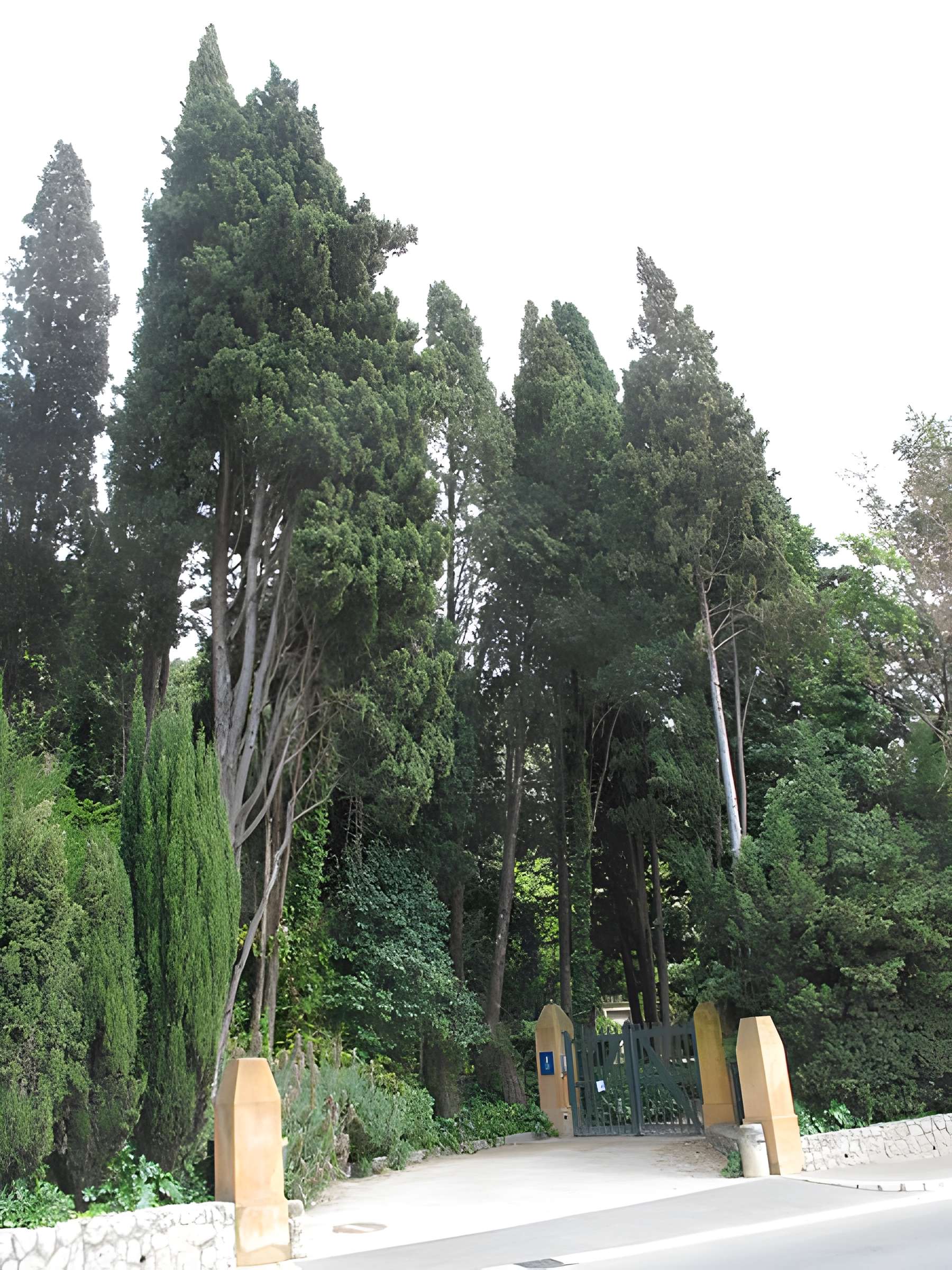 Serre de la Madone à Menton