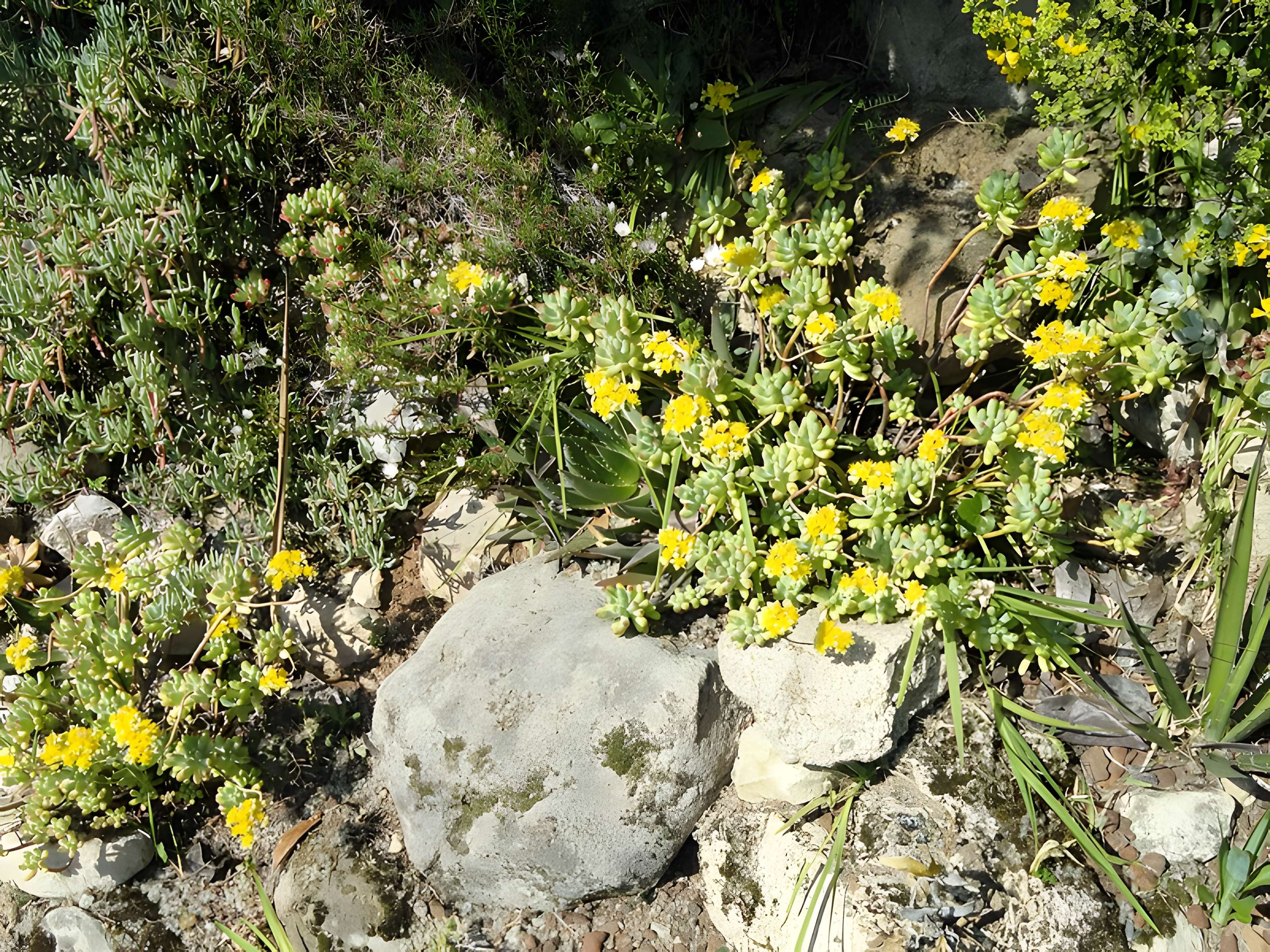 Serre de la Madone à Menton