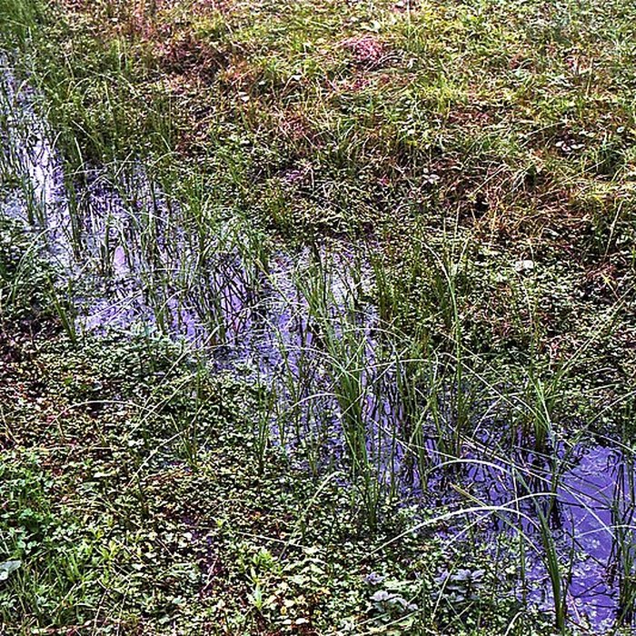 Photo de Site archéologique et paysager des Sources de la Seine