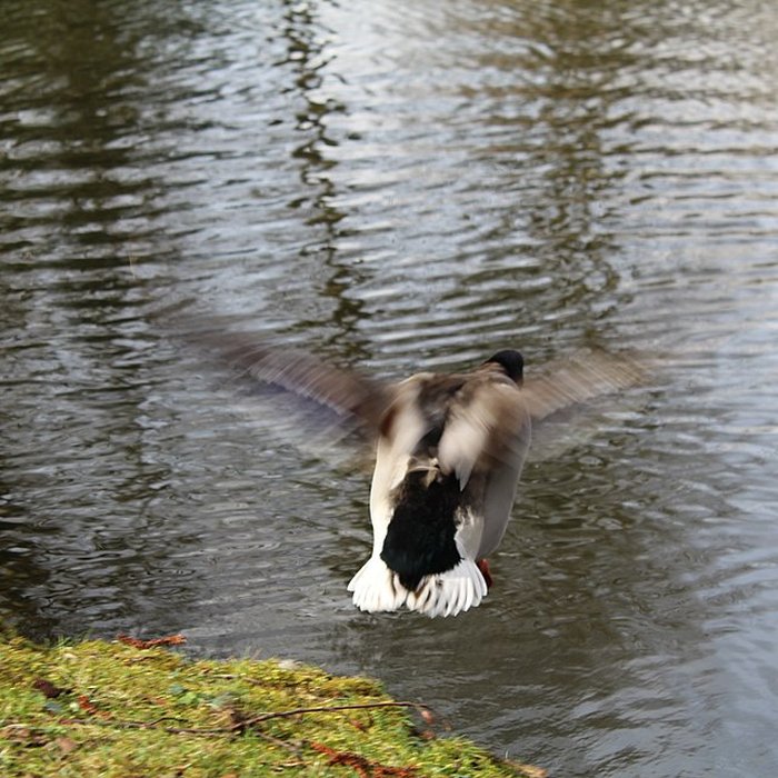 Photo de Couvent des Capucins de Coulommiers