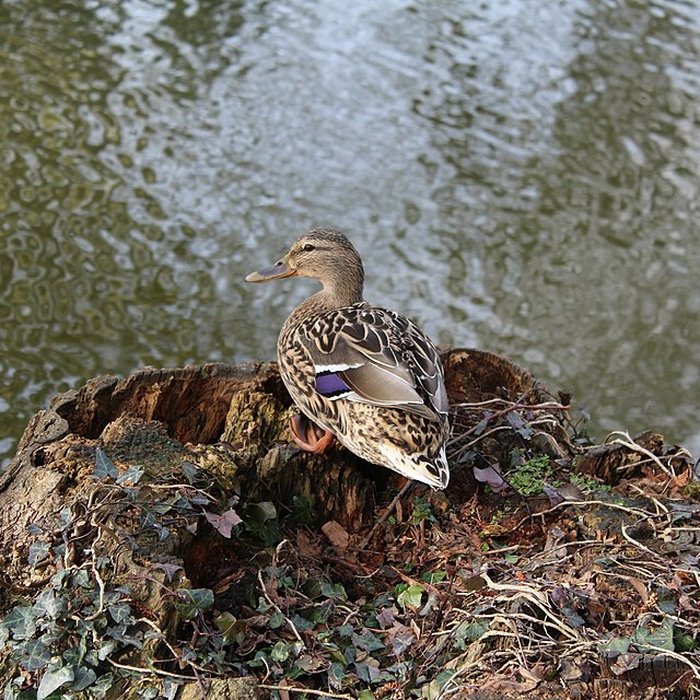 Photo de Couvent des Capucins de Coulommiers