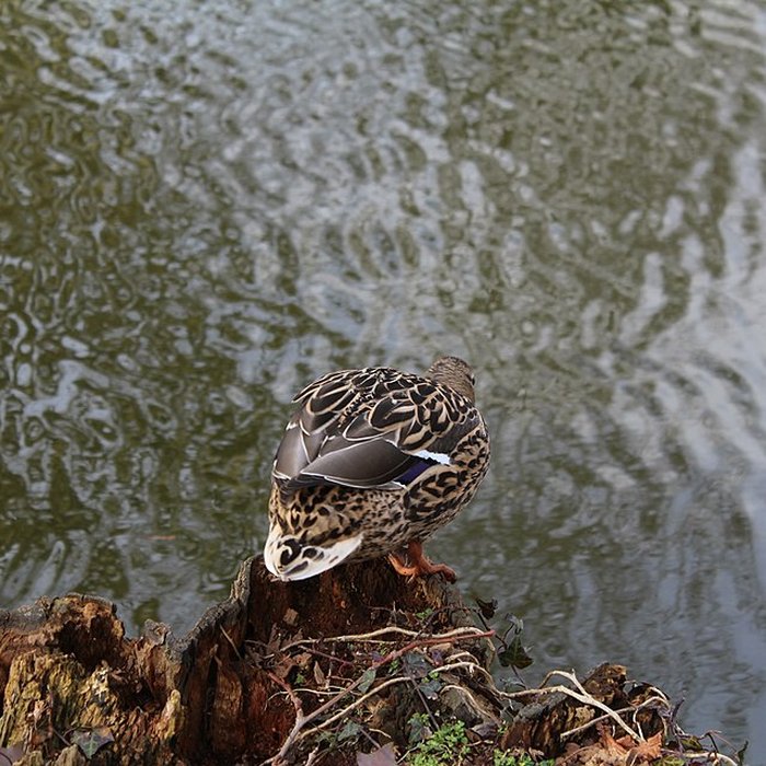 Photo de Couvent des Capucins de Coulommiers