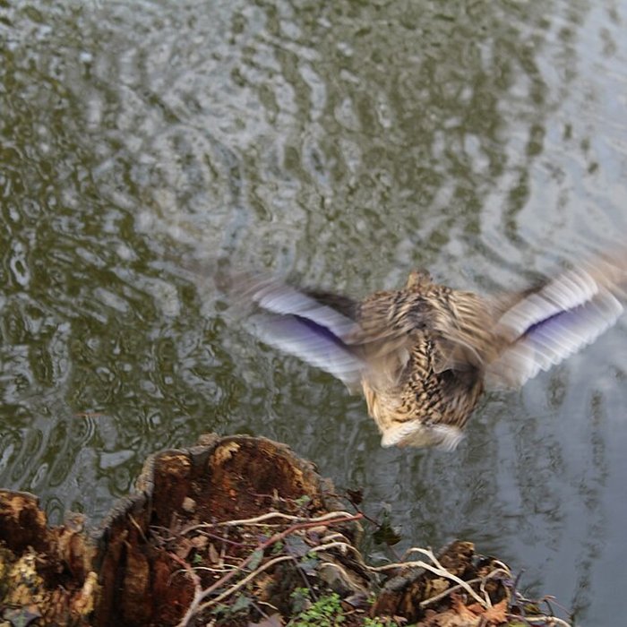 Photo de Couvent des Capucins de Coulommiers